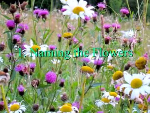 The Wildflower Songbook 1 - Rhian Samuel