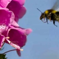 The Wildflower Songbook 3 - Rhian Samuel