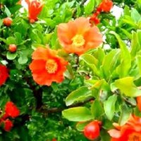 The Wildflower Songbook 2 - Rhian Samuel