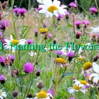 The Wildflower Songbook 1 - Rhian Samuel